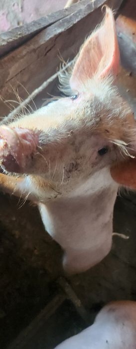 Продам свинку 2.5месеца