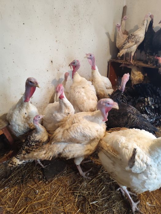 Curcani albi de carne