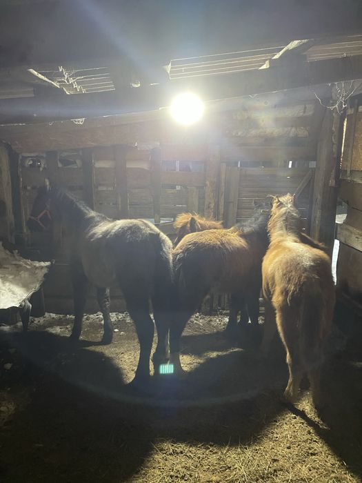 Жабағылар Сатылады