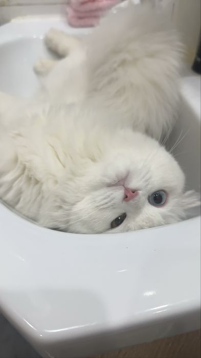 Продам разноглазую Турецкую Ангору