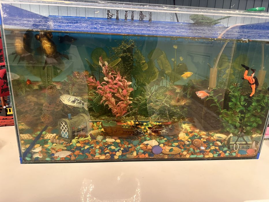 Аквариум с рыбкамм