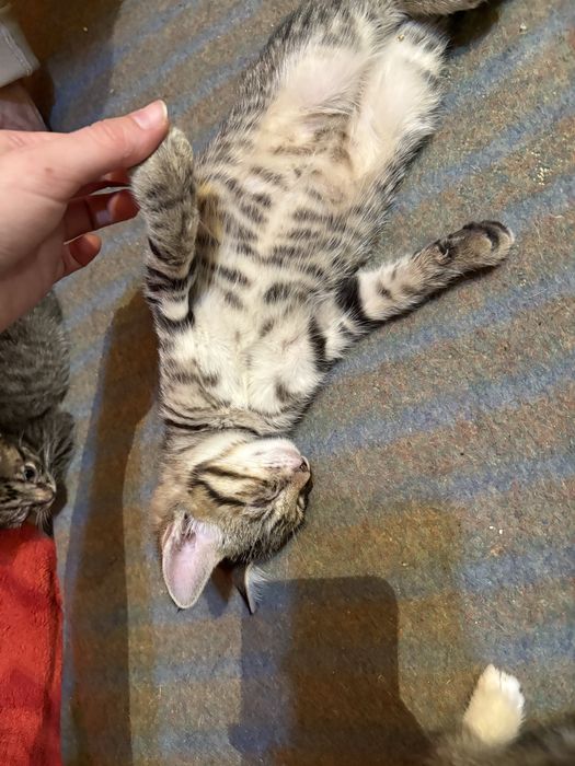 Котёнок ищет дом