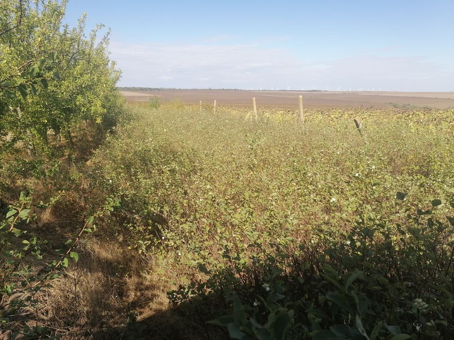 Продавам земеделска земя- овощна градина с. Левски