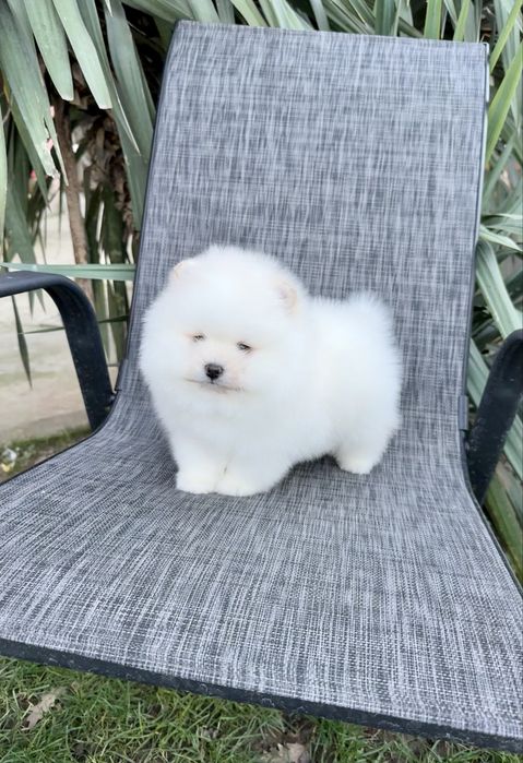 Померан мини момче. Померанче