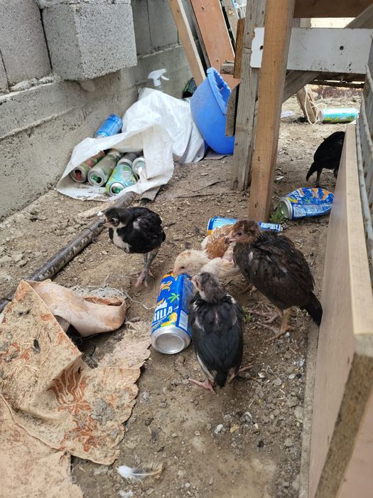 Сатамын шожелер 4 шт 16000