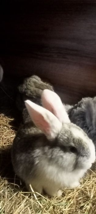 Продам крольчат порода великан