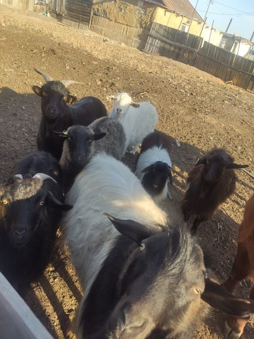 Продам коз ,козлят