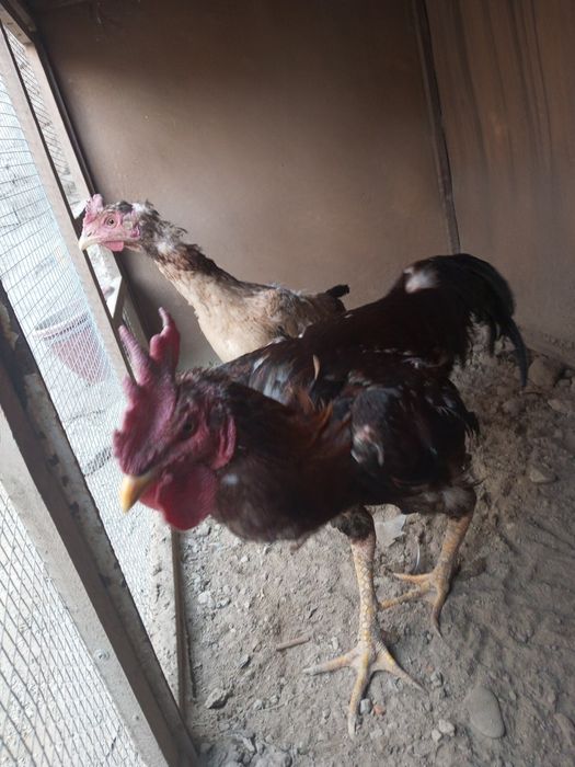 Шалпон хуроз макен