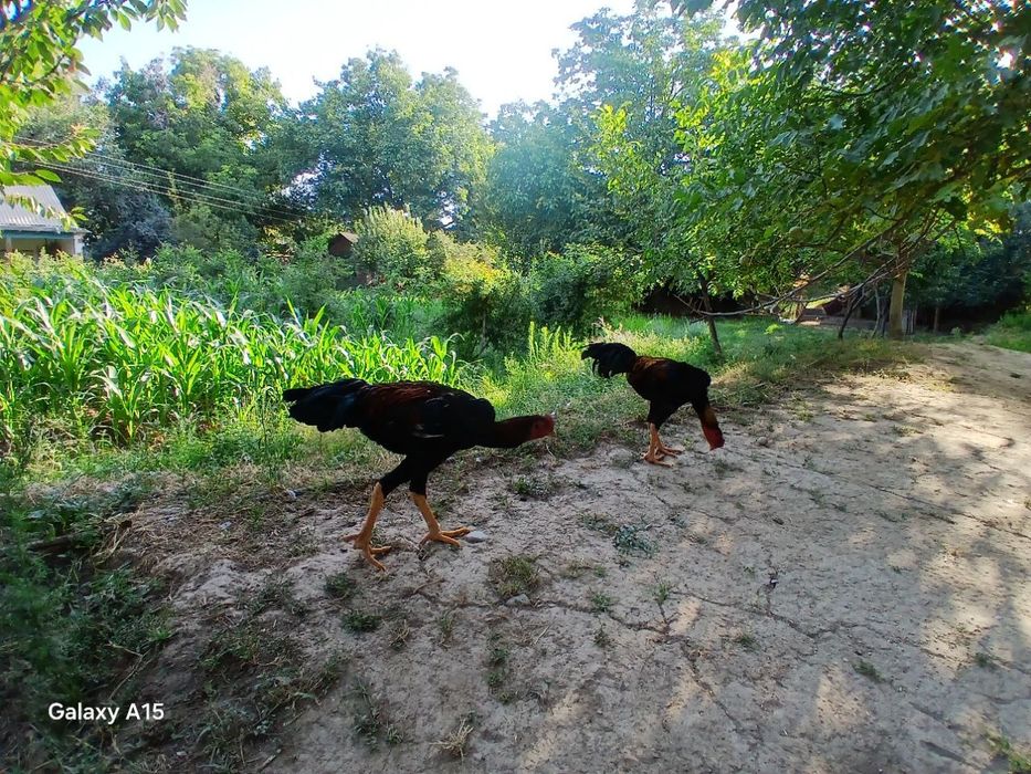 Xoʻrozlar shamo dekabrniki