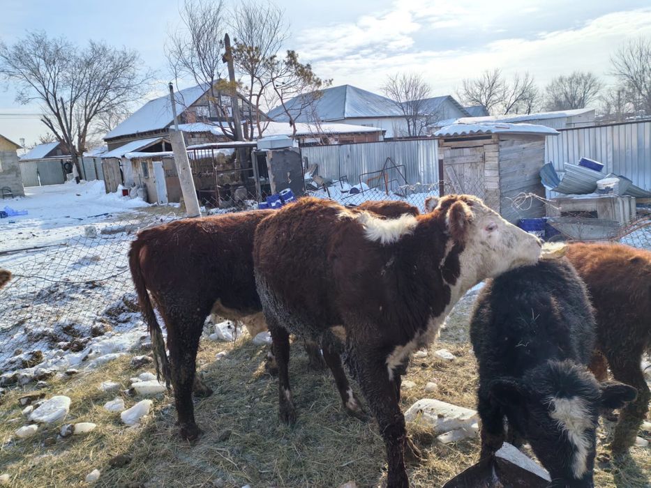 Сиыр сатыладыыыы