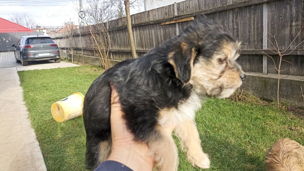 Adoptie căței talie mică