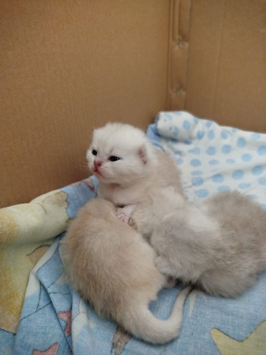 котята породисыте  британцы