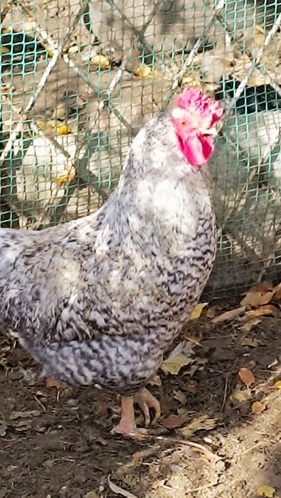 Петух на племя молодой