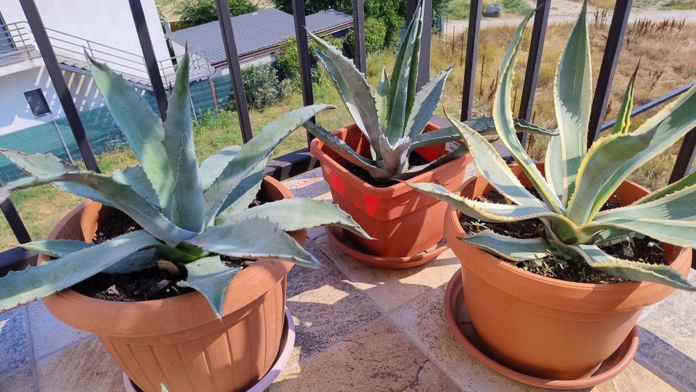 De vânzare agave, americane și albastre.