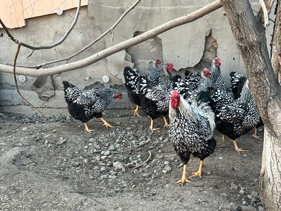 Виандот цыплята вьяндот