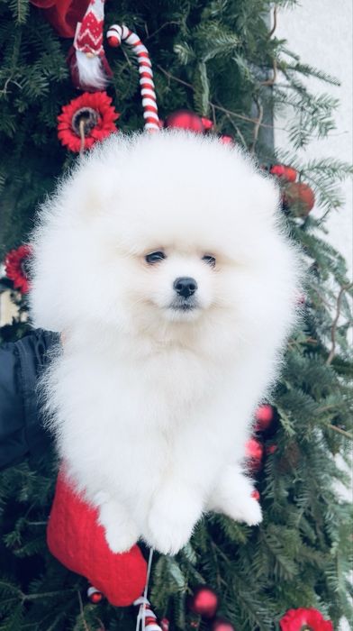 Pomeranian mini shpitz  ALB