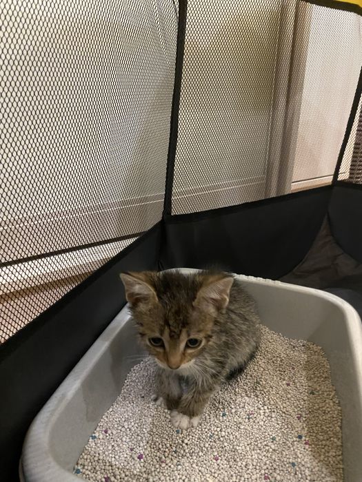 Котята в добрые руки!
