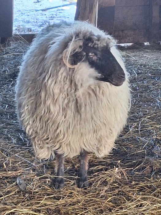 Vand patru oi,o mieluta si un berbec