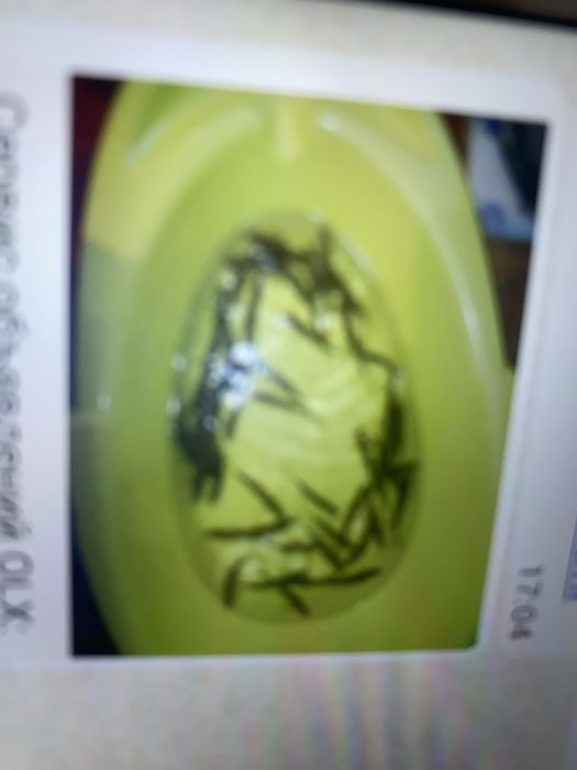 живец чебак назаказ