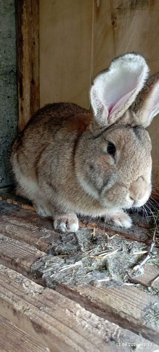кролики порода фландер
