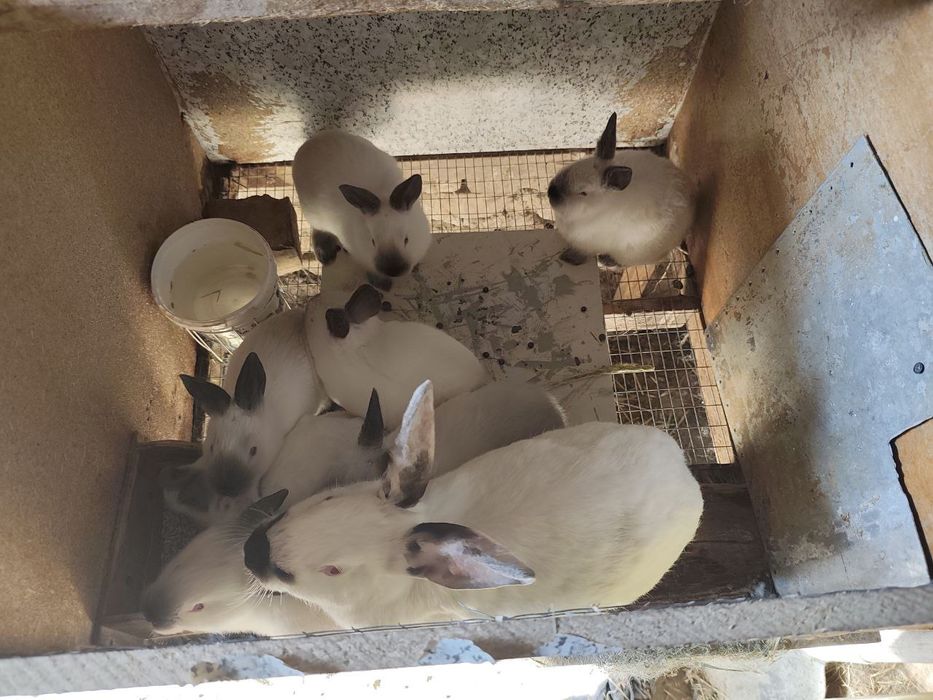 Кролики 1 мес 1 КГ +