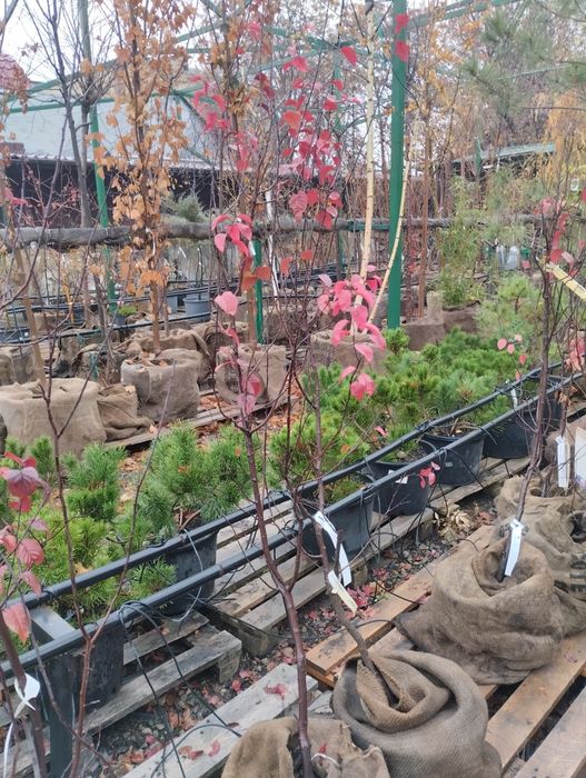 Сад озеленение газон