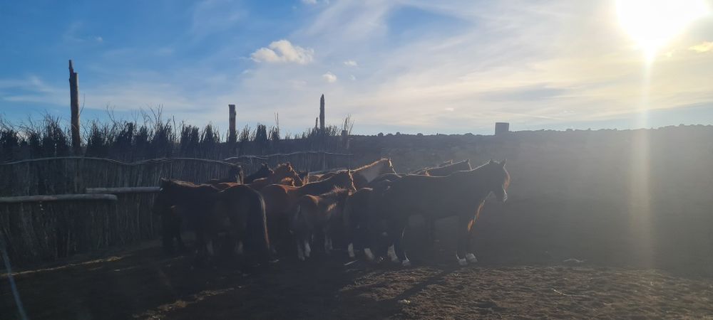 Жылқы сатылады 19бас