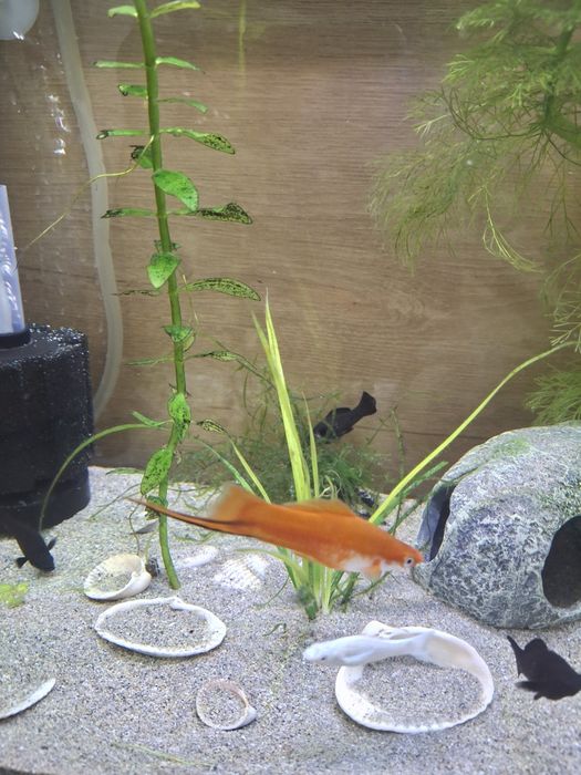 Рыбки аквариумные