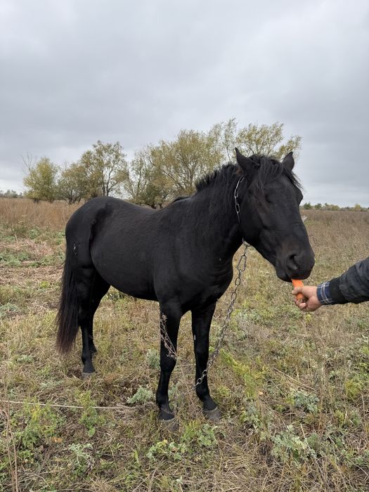 Продам коня 5 лет