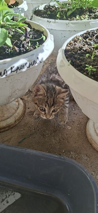 Котёнок мальчик добрый
