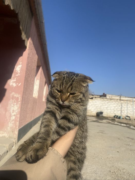 Мысық шотланский