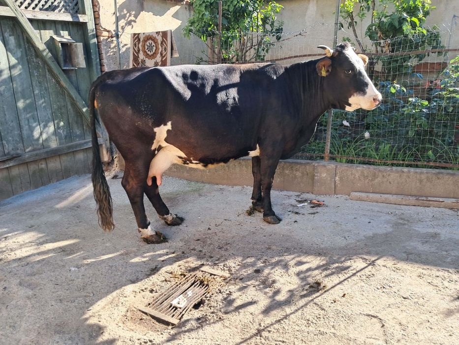 Vand vaca de abator foarte grasa