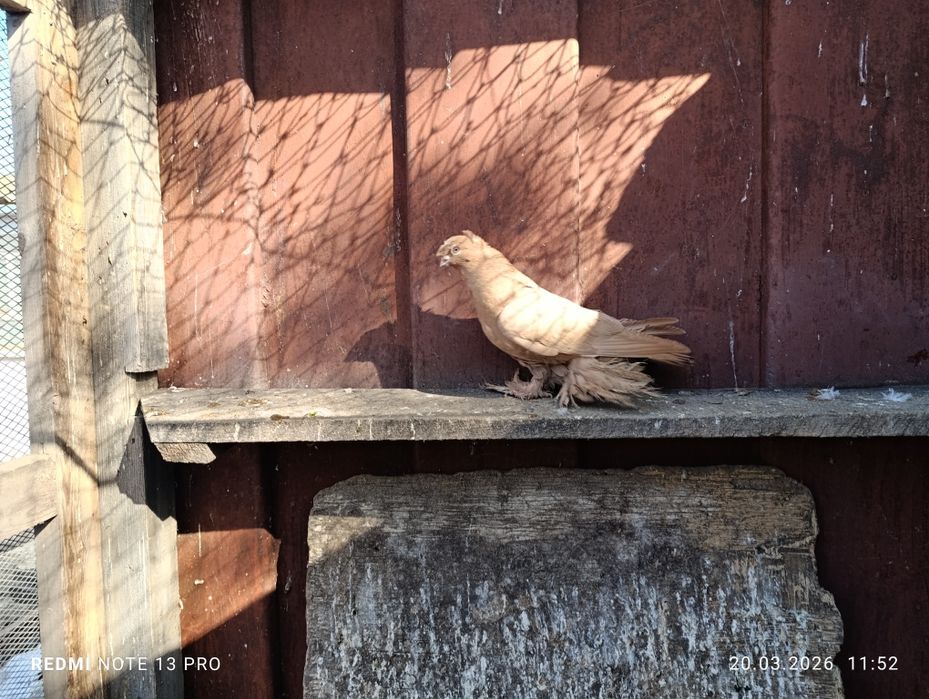 Голубь жёлтый самец