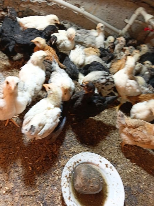 Домашний цыплята продается Балапандар сатылады