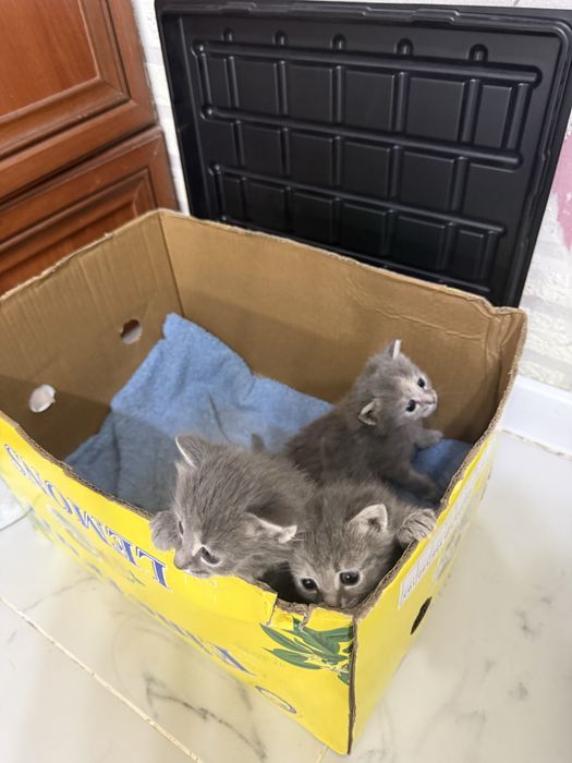 Отдам котят в хорошие руки