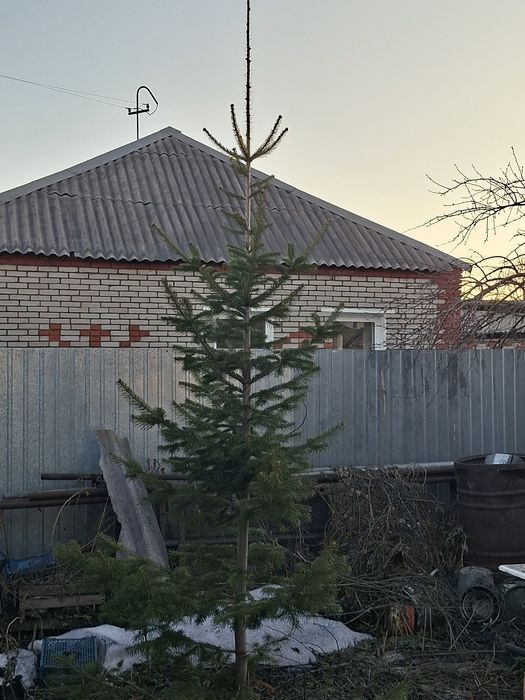 Ели, пихты, кедры