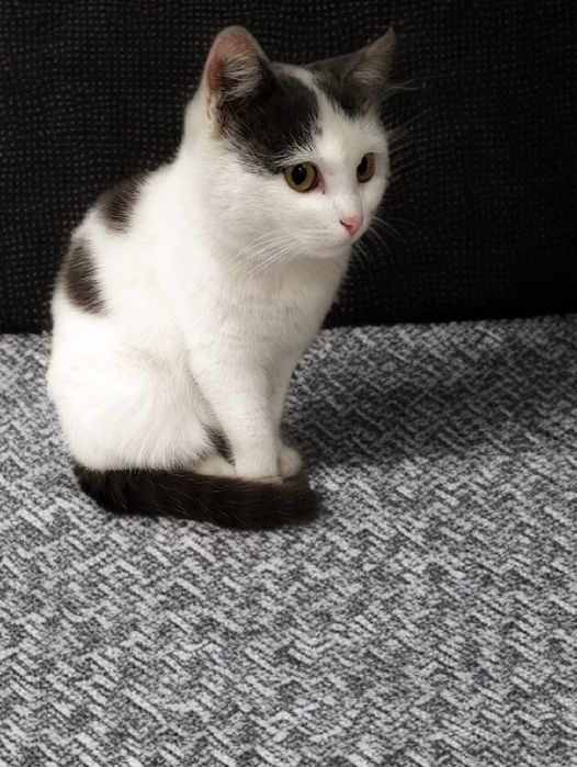 Кошечка ищут дом!