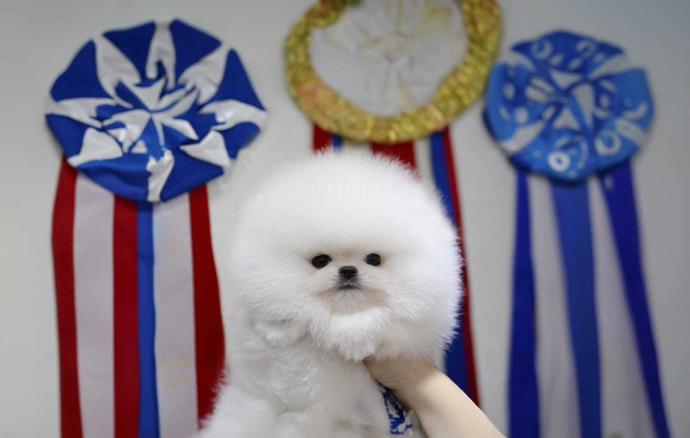 Pomeranian Alb|Baby Doll Face|Pedigree FCI|Dimensiune Mică Reală