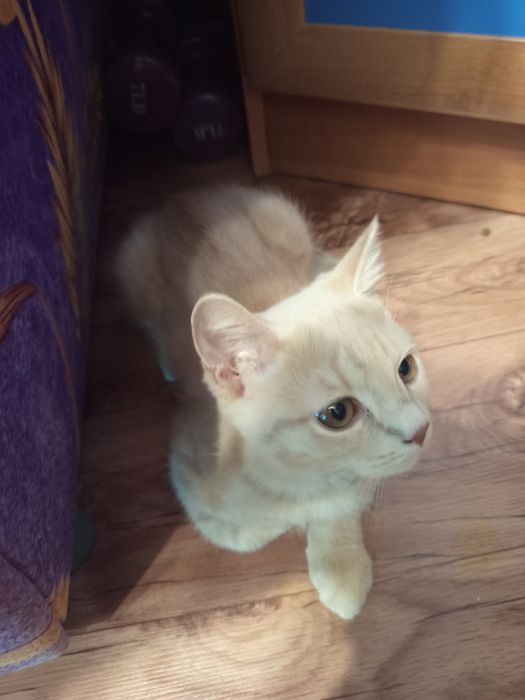 Котята шотландской породы