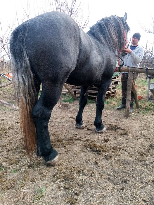 Armăsar Percheron pentru monta