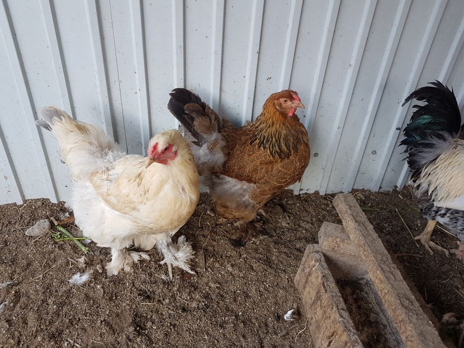 Продам кур домашних