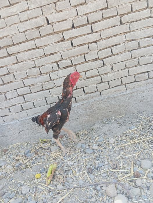 Xoroz sotiladi xali yosh narxi 200 ming