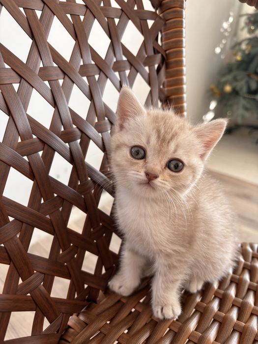 продам шотландских котят