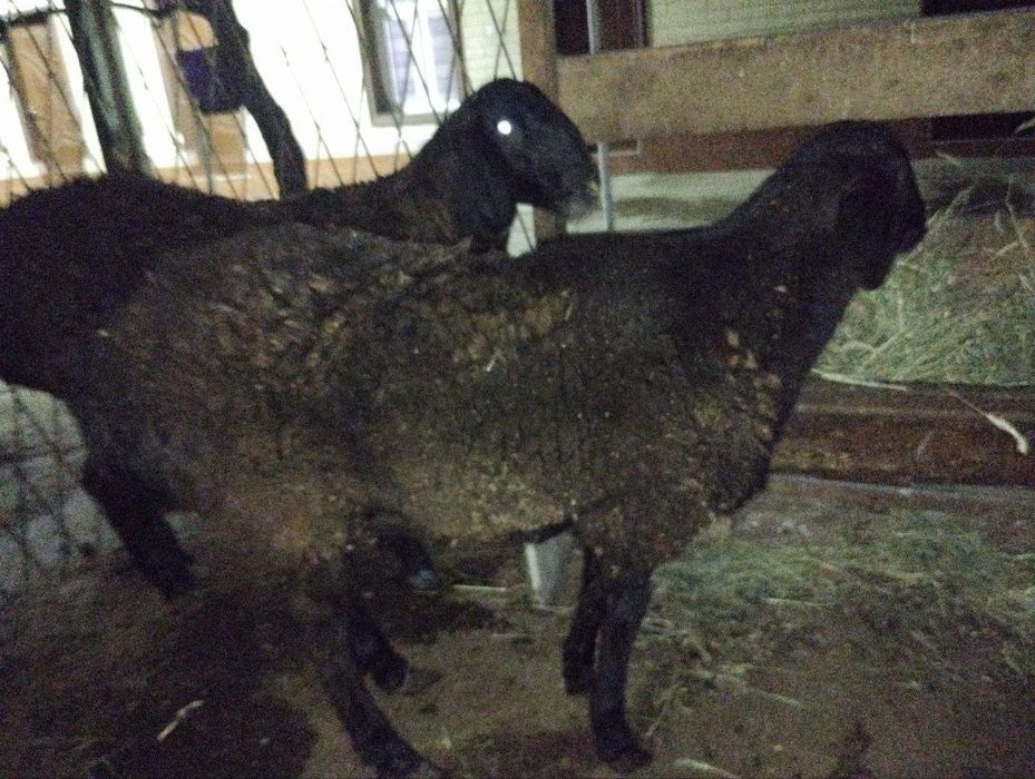 Qoy qochqor uyda boqilgan