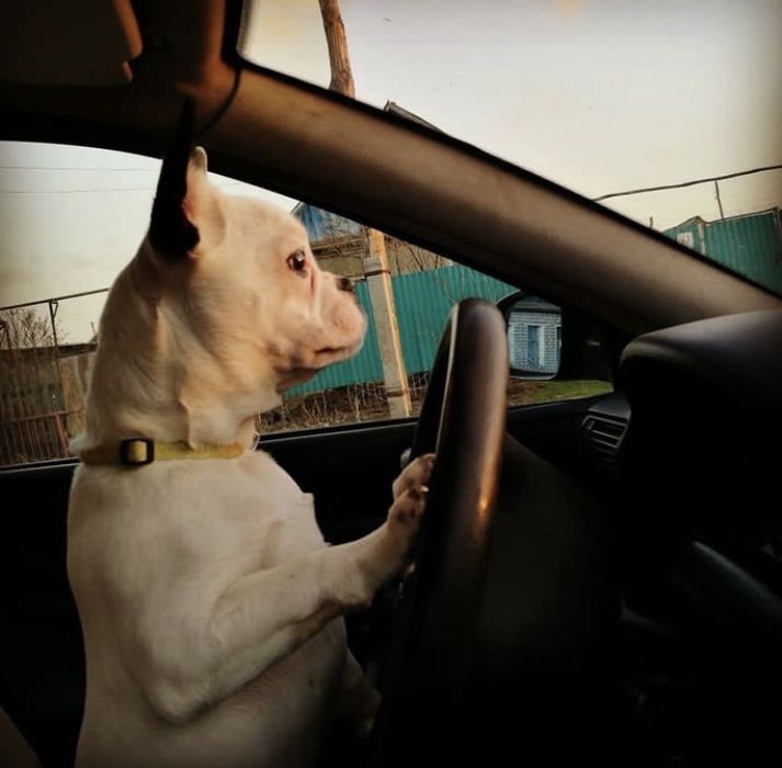 Французский Бульдог