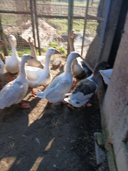 Oua de gașca pentru incubat și gâște  tineret