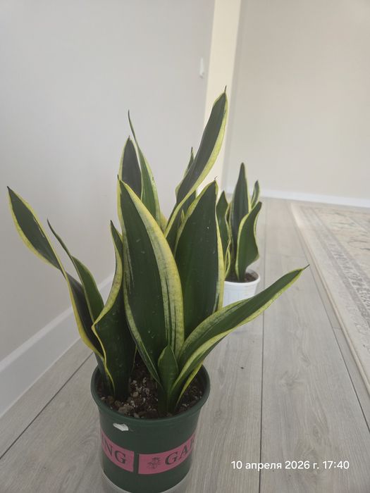 Комнатные растения