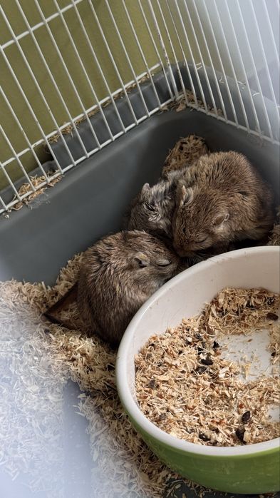 Продаю песчанок 5