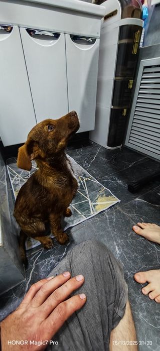 Отдам щенка даром.