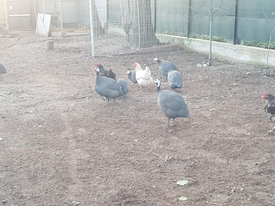 Vand bibilici tinere